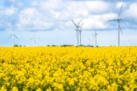 Wind farm in Poland. Electric windmills in field of rapeseed. Blurred foreground.の写真素材