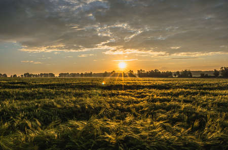 Wheat field, panorma. Landscape of agricultural crop and sunset sky.の写真素材