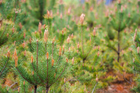 Fresh pine buds in spring.の写真素材