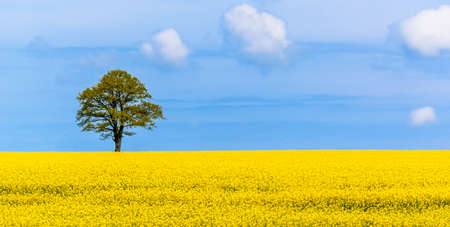 Rapeseed field, tree and sky horizon. Yellow blooming oilseed rape flowers. Nature panorama landscape at spring.の写真素材