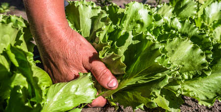 Fresh green lettuce salad from the ground. Farmer picking vegetables, organic produce harvested from the garden, organic farming concept.の写真素材