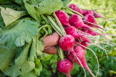 Harvesting radish in the garden. Farmer with freshly harvested vegetables, organic farming concept.