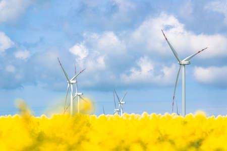 Wind farm in Poland. Electric windmills in field of rapeseed. Defocused foreground.の写真素材