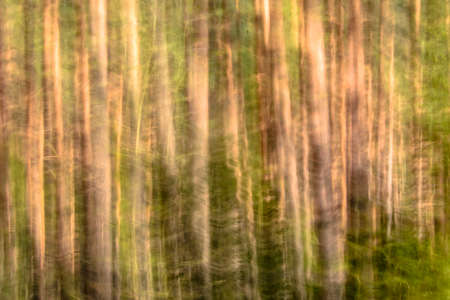 Out of focus forest, defocused blurry bokeh backgroundの写真素材