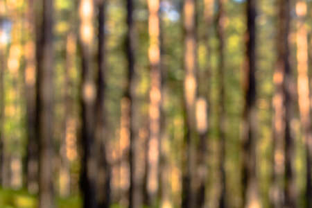 Out of focus forest, defocused blurry bokeh backgroundの写真素材