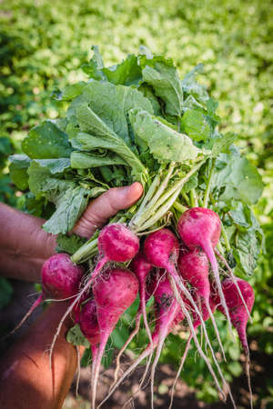 Harvesting radish in the garden. Farmer with freshly harvested vegetables, organic farming concept.の写真素材