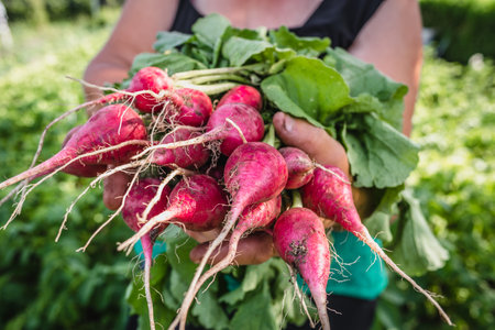 Harvesting radish in the garden. Farmer with freshly harvested vegetables, organic farming concept.の写真素材