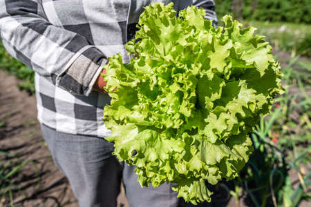 Harvesting green salad - lettuce leaves in the garden. Farmer with freshly harvested vegetable, organic farming concept.の写真素材
