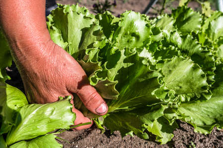 Fresh green lettuce salad from the ground. Farmer picking vegetables, organic produce harvested from the garden, organic farming concept.の写真素材