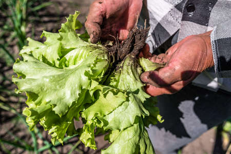 Farmer holding fresh green lettuce in hand. Freshly harvested green salad leaves. Bio organic vegetables farming concept.の写真素材