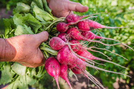 Harvesting radish in the garden. Farmer with freshly harvested vegetables, organic farming concept.の写真素材