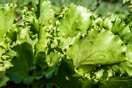 Green lettuce leaves in the vegetable field. Gardening background with green salad plants in the ground. Bio vegetables, organic farming concept.の写真素材