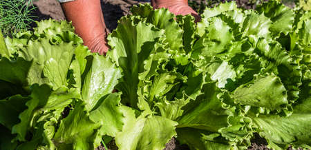 Fresh green lettuce salad from the ground. Farmer picking vegetables, organic produce harvested from the garden, organic farming concept.の写真素材