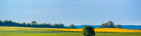 Countryside landscape. Farm with yellow blooming rapeseed field, grass and trees in spring rural scenery. Agricultural panorama.の写真素材