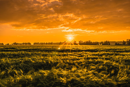 Wheat field, panorma. Landscape of agricultural crop and sunset sky.の写真素材