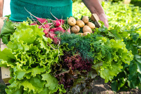 Bio food. Garden produce and harvested vegetable. Fresh farm vegetables: leafy lettuce, potato and radish in wooden box.の写真素材