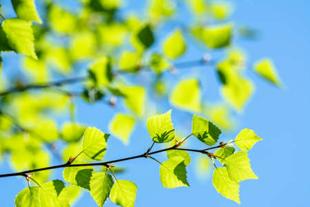 Spring natural background with young birch leaves against blue skyの写真素材