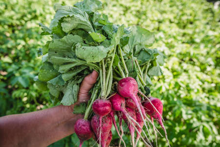 Harvesting radish in the garden. Farmer with freshly harvested vegetables, organic farming concept.の写真素材