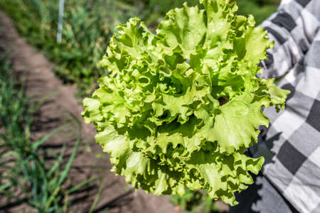 Farmer holding fresh green lettuce in hand. Freshly harvested green salad leaves. Bio organic vegetables farming concept.の写真素材