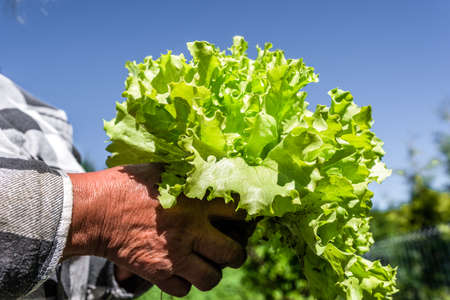 Farmer holding fresh green lettuce in hand. Freshly harvested green salad leaves. Bio organic vegetables farming concept.の写真素材