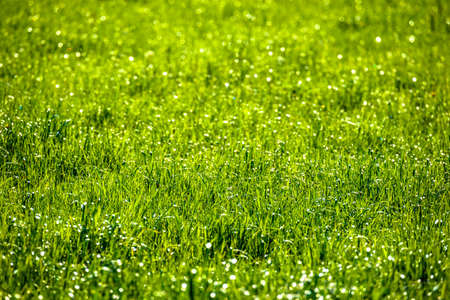 Fresh green spring grass background. Selective focus.の写真素材