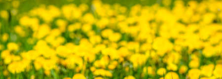 Spring natural panorama with dandelion flowers. Blurred background.の写真素材