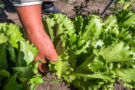 Farmer picking fresh green lettuce. Freshly harvested green salad leaves. Bio organic vegetables farming concept.の写真素材