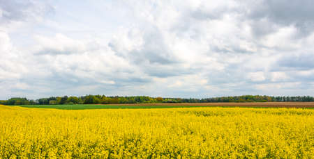 Yellow rapeseed field panorama. Spring farm landscape.の写真素材