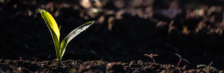 Agricultural plant of green corn sprouting in field. Agriculture in spring.の写真素材
