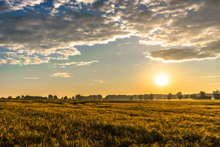Wheat field landscape and sunset skyの写真素材