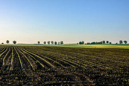 Countryside landscape. Farm field with growing plants. Spring sproots of corn, in rural scenery. Agricultural background.の写真素材