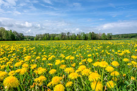Dandelion flowers on meadow, spring landscapeの写真素材