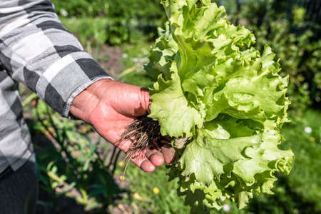 Harvesting green salad - lettuce leaves in the garden. Farmer with freshly harvested vegetable, organic farming concept.の写真素材