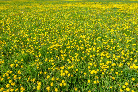 Spring natural background with dandelion flowers on meadowの写真素材