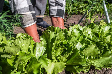 Fresh green lettuce salad from the ground. Farmer picking vegetables, organic produce harvested from the garden, organic farming concept.の写真素材