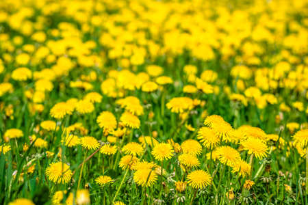 Field of yellow dandelion flowers. Spring natural background.の写真素材