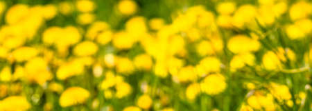 Blurred natural background with spring flowers. Yellow dandelions in grass.の写真素材