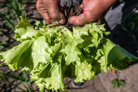 Harvesting green salad - lettuce leaves in the garden. Farmer with freshly harvested vegetable, organic farming concept.の写真素材