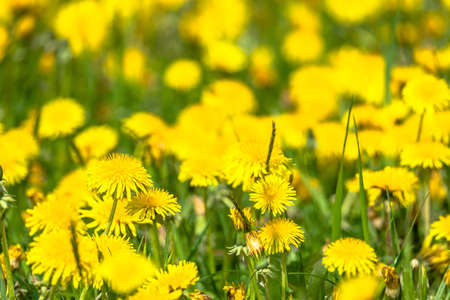 Field of yellow dandelion flowers. Spring background.の写真素材