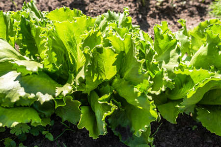 Closeup of green lettuce leaves in the vegetable field. Gardening background with green salad plants...