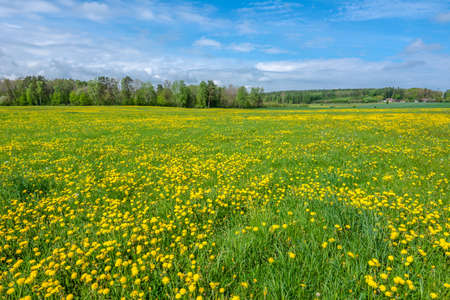 Spring dandelion flowers in green field of grass.の写真素材