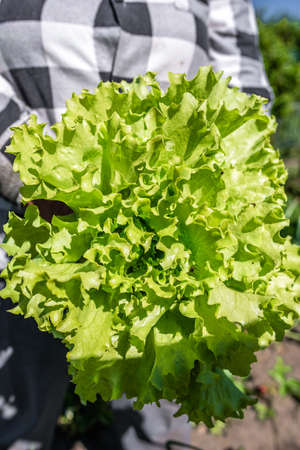 Harvesting lettuce in the garden. Farmer with freshly harvested green salad, organic farming concept.の写真素材