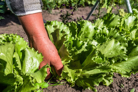 Fresh green lettuce salad from the ground. Farmer picking vegetables, organic produce harvested from the garden, organic farming concept.の写真素材