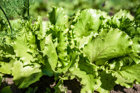 Green lettuce leaves in the vegetable field. Gardening background with green salad plants in the ground. Bio vegetables, organic farming concept.の写真素材