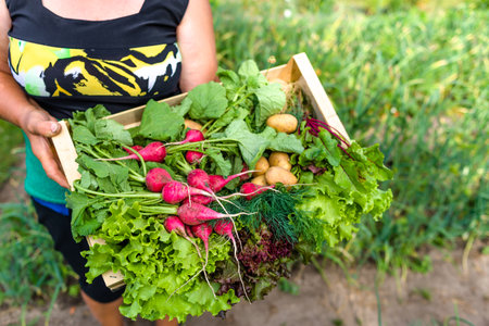Farmer with vegetables in the basket. Freshly harvested produce in the garden - farm fresh vegetable, organic farming concept.の写真素材
