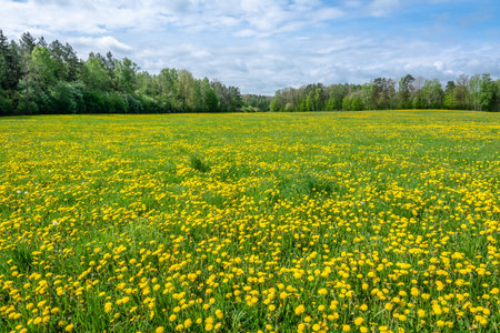 Dandelion flowers on meadow, spring landscapeの写真素材