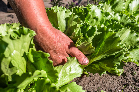 Fresh green lettuce salad from the ground. Farmer picking vegetables, organic produce harvested from the garden, organic farming concept.の写真素材