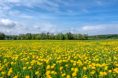 Yellow dandelion on meadow, spring landscapeの写真素材