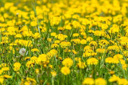 Spring natural background with dandelion flowers in grassの写真素材