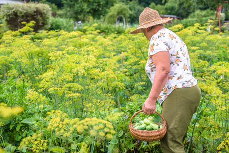 Woman with freshly harvested cucumbers. Vegetables from organic produce harvested in a community urban garden.の写真素材